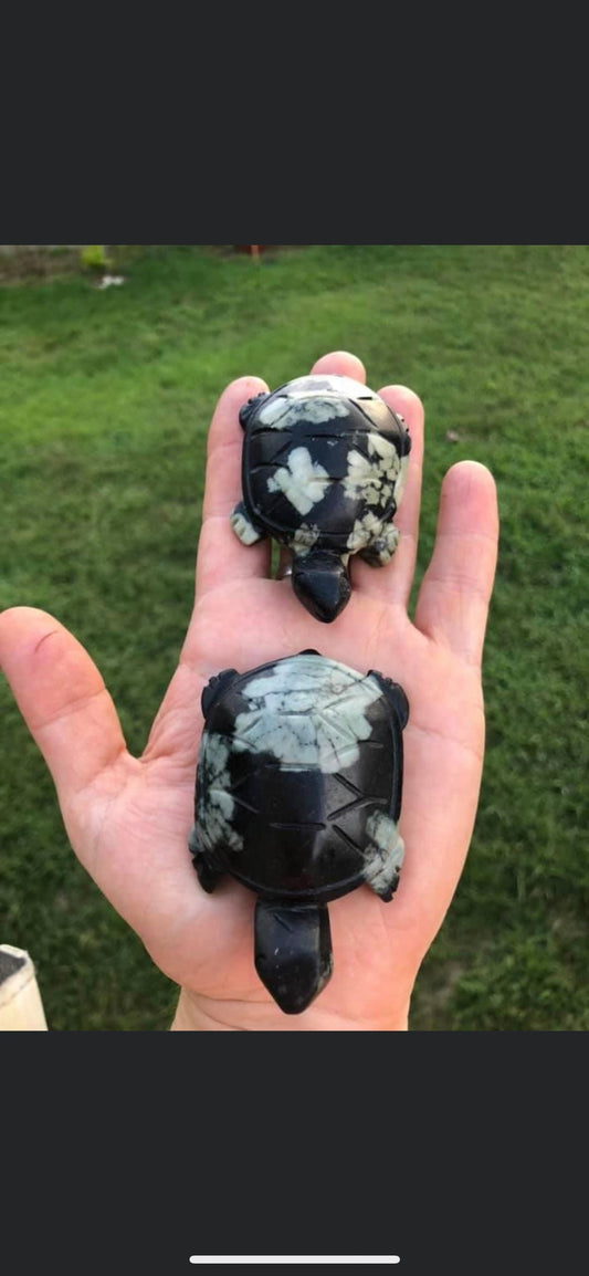 Chrysanthemum, Turtles!!!