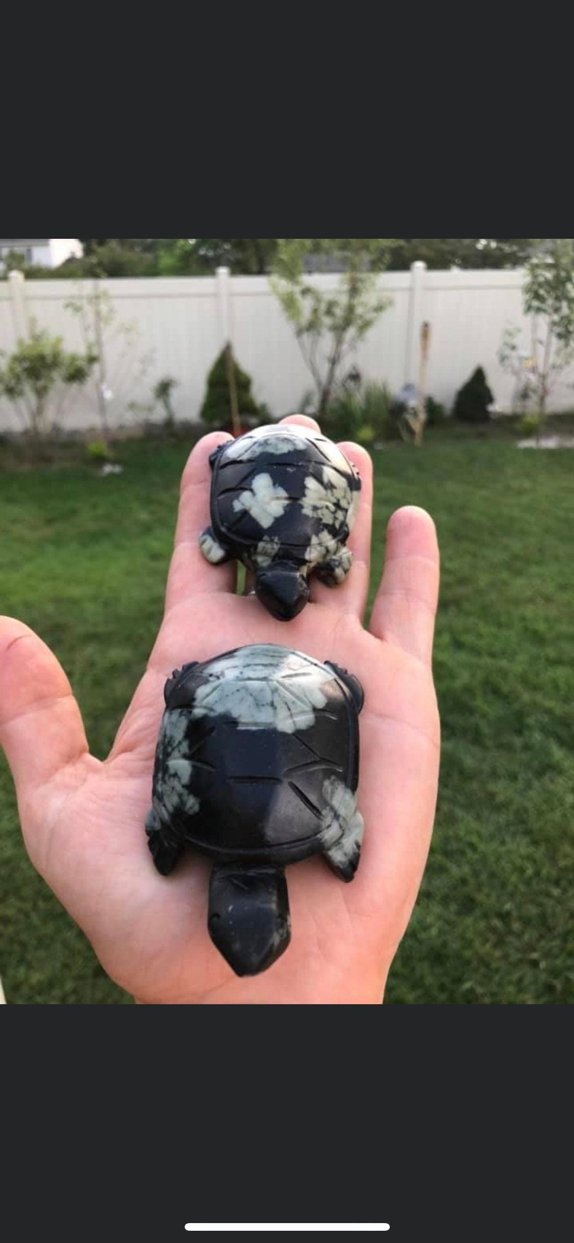 Chrysanthemum, Turtles!!!