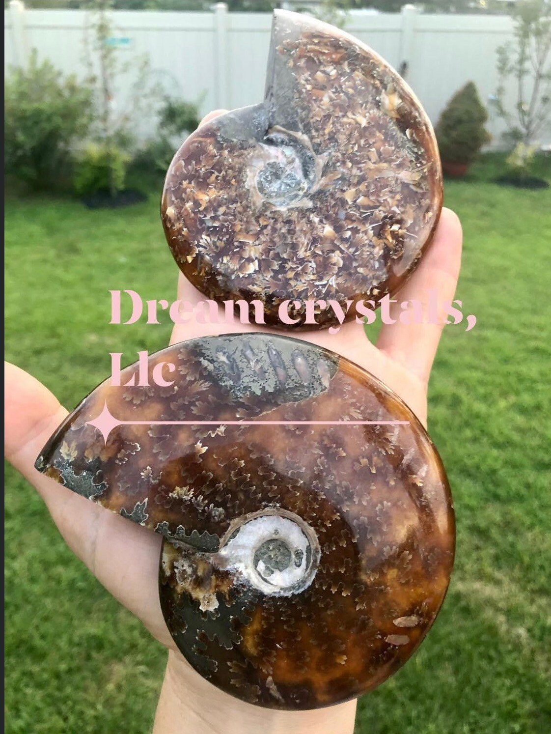 Ammonite shell/ with Rainbow