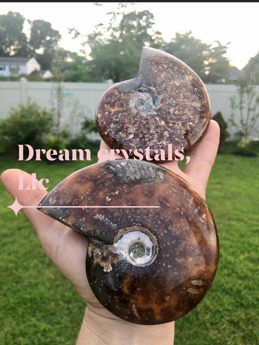 Ammonite shell/ with Rainbow