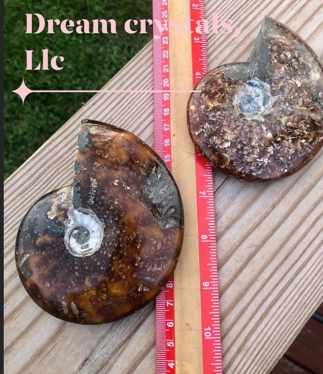 Ammonite shell/ with Rainbow